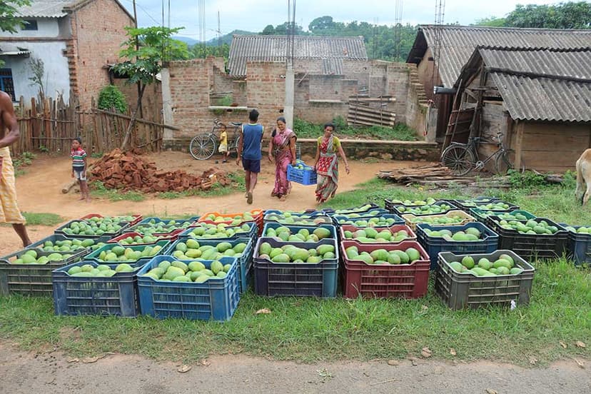 Orissa Tribal Empowerment and Livelihood Programme (OTELP) gallery image 3