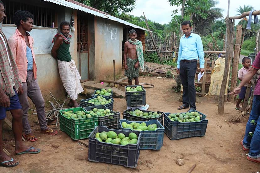 Orissa Tribal Empowerment and Livelihood Programme (OTELP) gallery image 7