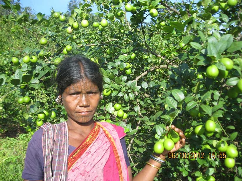 Orissa Tribal Empowerment and Livelihood Programme (OTELP) gallery image 5