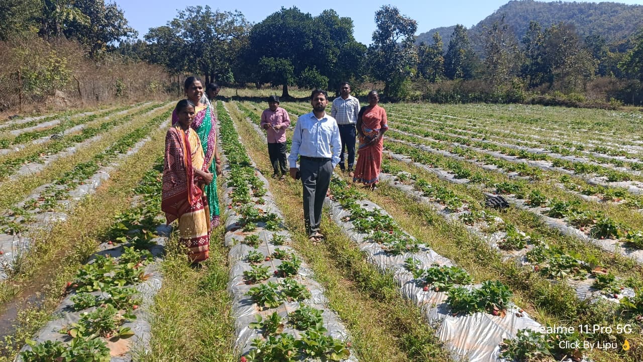Promotion of Agriculture Production Clusters in tribal Regions of Odisha