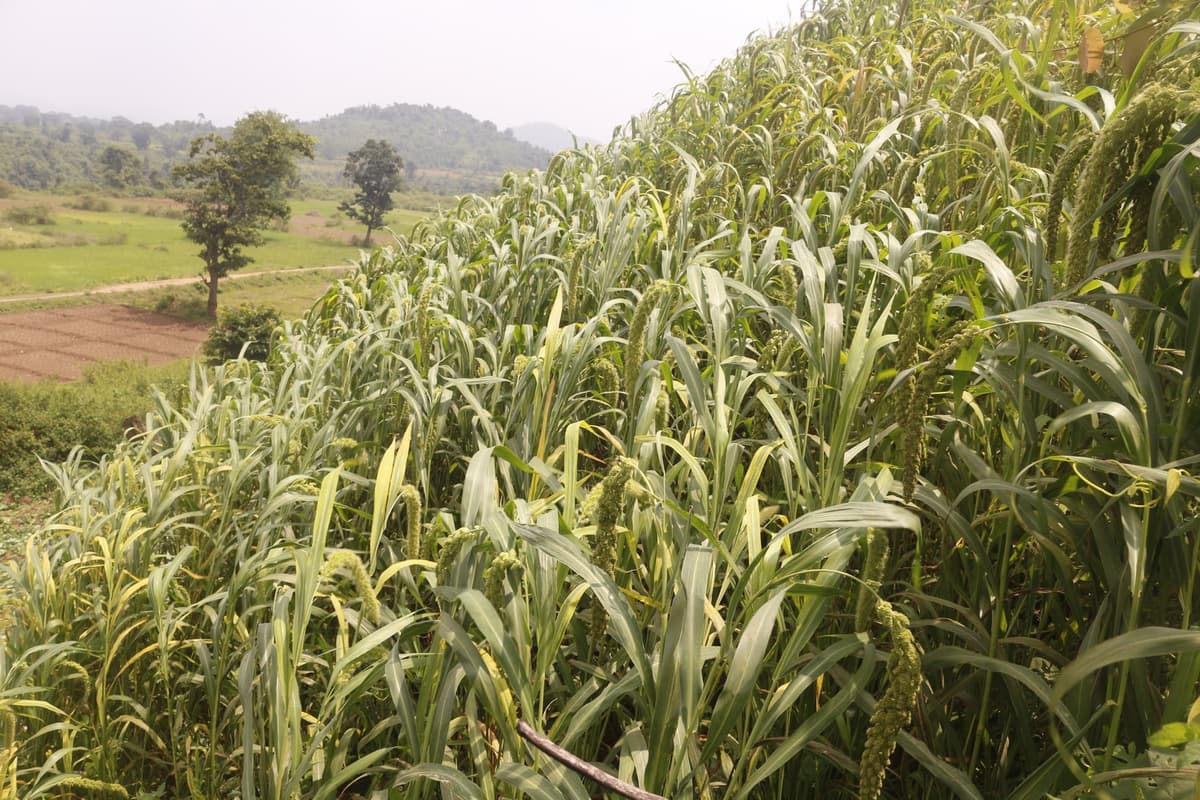Special Millet programme in tribal areas image 4