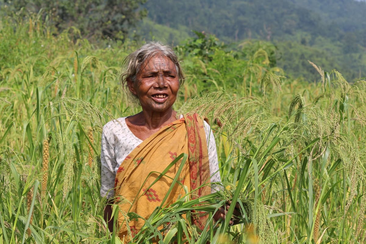 Special Millet programme in tribal areas image 5