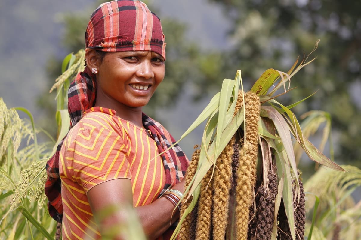 Special Millet programme in tribal areas image 2